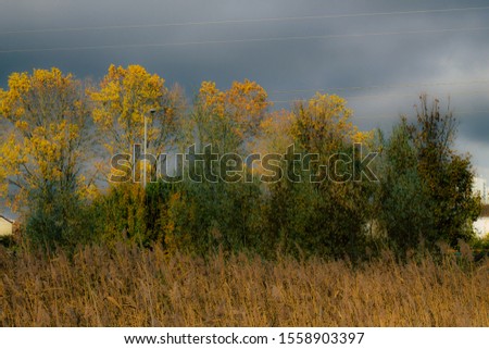 View of colorful tree in autumn in France in late afternoon
