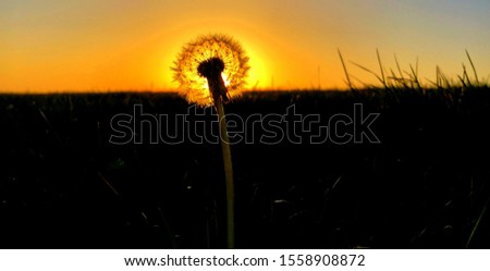 Dandelion watching a beautiful sunset