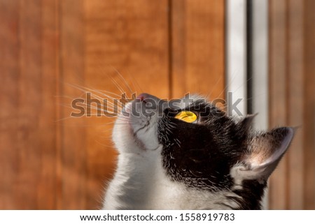 Portrait of a beautiful adult young black and white cat with big yellow eyes looking up on the beige background