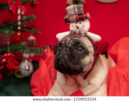 Christmas pet photography with pug dog.  