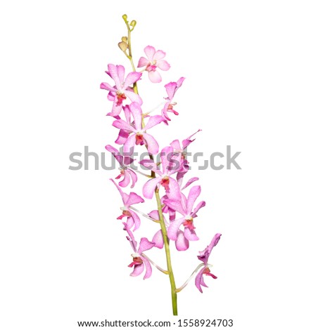 Beautiful pink orchid flowers closeup.Orchid pink and white orchid isolated on white background in fell depth of field with Clipping Path