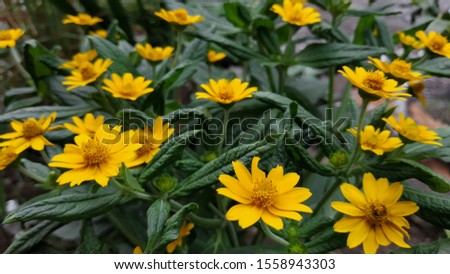 Beautiful of yellow melampodium flowers