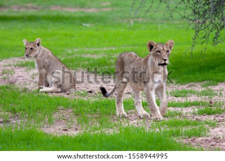 African Lion (Panthera leo), Kgalagadi Transfrontier Park, Kalahari desert, South Africa.