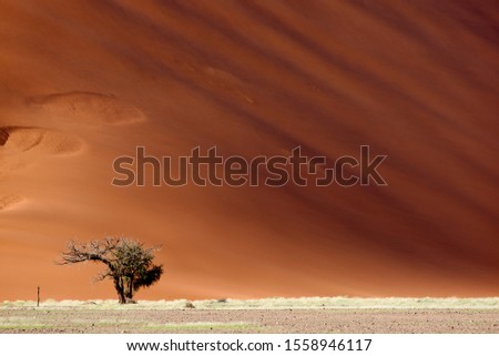 Camelthorn  tree (Acacia erioloba),  and the sand dune at the botton, Namib-Naukluft National Park, Namib desert, Namibia.