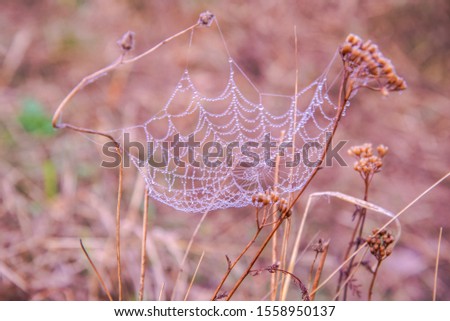 Spiderwebs on the morning in fall season