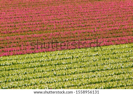 Hyacinthus Fields, Lisse, Nederland, Europe.