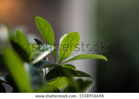 Closeup nature view of green leaves on blurred background