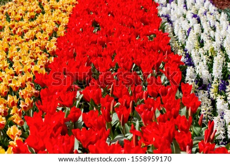 Red, Yellow tulip and Hyacinthus Fields, Lisse, Nederland.