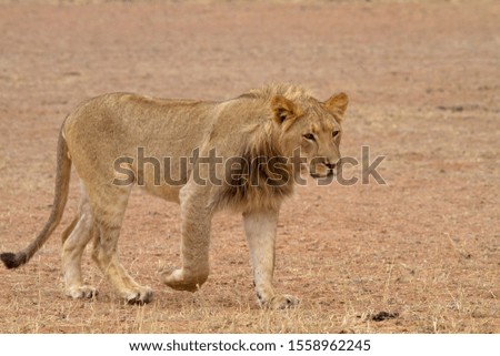 African lion (Panthera leo) - young Male, Kgalagadi Transfrontier Park, Kalahari desert, South Africa.