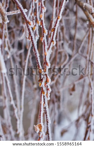 Winter willow branches close-up as a background.
