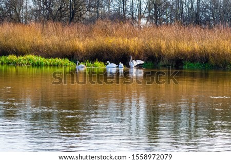 swans on the river, a flock of swans floats on the lake