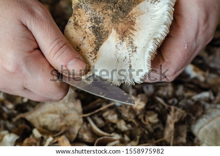 A woman cleans a forest mushroom (Tricholoma populinum). With a small knife, cleans the hat from sand and debris. Close-up. Selective focus. Landscape photo layout