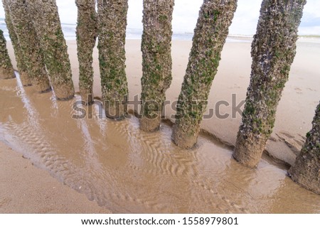 Groynes (Buhnen) -  poles that run piece by piece into the sea to protect the beach. Detailed shot. 