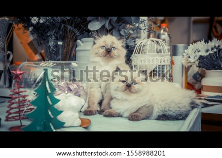 photo of a kitten on a beautiful Christmas background