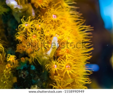 closeup of yellow zoantharia sea anemones in macro closeup, marine life background