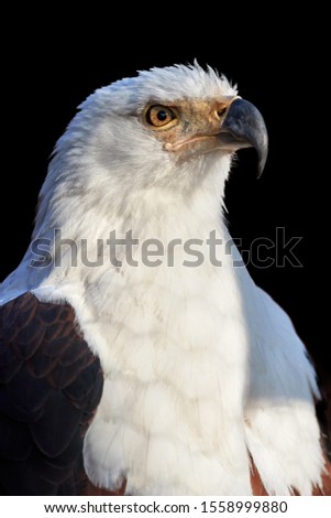 Isolated on black background, vertical portrait of adult African fish eagle, Haliaeetus vocifer. Side view. Eagle eye. Close up african raptor, eagle from Mana Pools, Zimbabwe, Africa. 