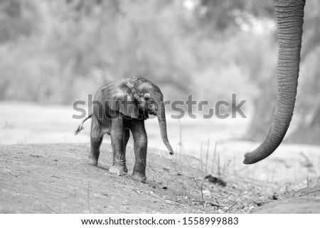 Black and white, artistic, touching picture of a fresh born African elephant calf, Loxodonta africana with mothers trunk. Tiny elephant baby and huge trunk. Mana Pools, Zimbabwe, Africa