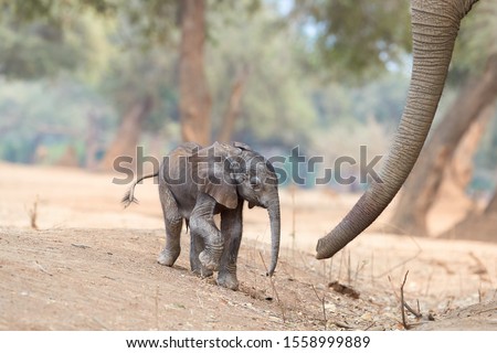 The gentle mother elephant takes care of her baby elephant. A touching photo of a newborn baby elephant next to a giant trunk. Vulnerable baby elephant. Mana Pools, Zimbabwe, Africa.