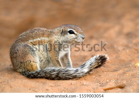 Ground squirrel (Xerus inauris), Kgalagadi Transfrontier Park, Kalahari desert, South Africa.
