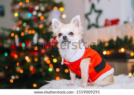  Little chihuahua dog wearing in the costume of Santa Claus sit under christmas tree. New year and christmas concept. Celebrate winter New Year holidays in decorated living room with Xmas lights.