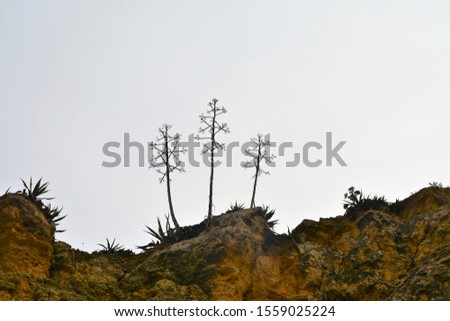 silhouette of aloe vera flowers on a arid hill