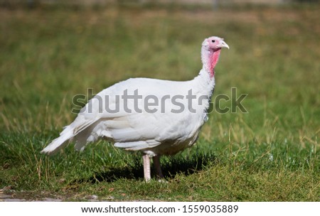 Domestic white turkey standing on grass in front of cottage. Traditional breeding of farm animals