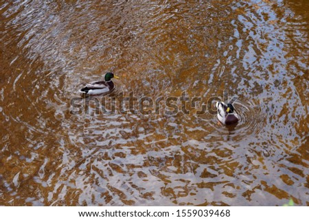 Mallard Drakes Floating in the Clear Water of a Park River                    