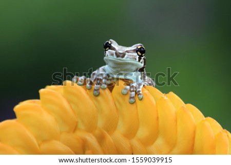 Tiny amazon milk frog on yellow bud, Panda Bear Tree Frog, animal closeup