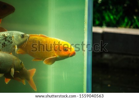 Goldfish in an outdoor aquarium