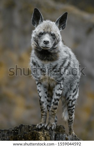 Portrait of Striped hyena in autumn.