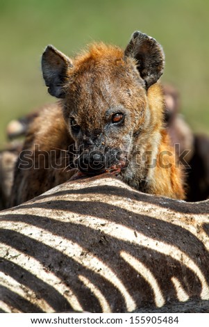 Spotted hyena (Crocuta crocuta) eating a Zebra in Masai Mara, Kenya