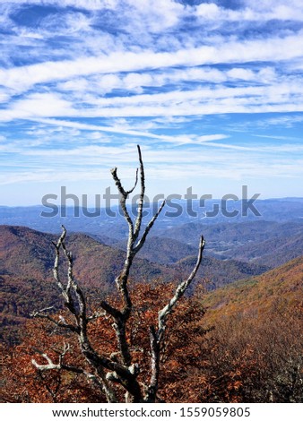 Cool picture of a dead tree with the valley in the background 