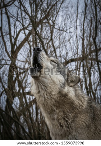A Howling Wolf in the Springtime