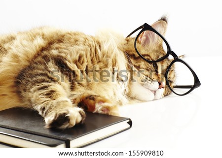 Close up of a clever maine coon cat. Lying on a book while wearing glasses