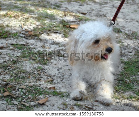 Cute white poodle on a leash