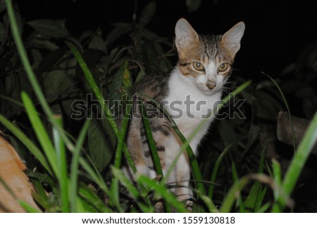 Beautiful cat standing in the bushes at night