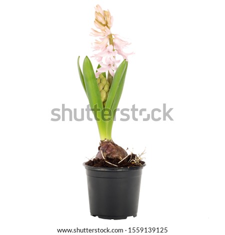 flowerpot and flower isolated on perfect white background, stock photography