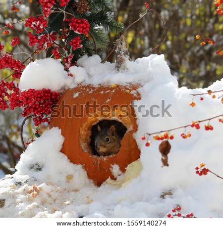 Cute postcard winter scene of a snow covered pumpkin with a hole chewed through it, hiding a squirrel inside, with bright red berries and evergreens surrounding it.