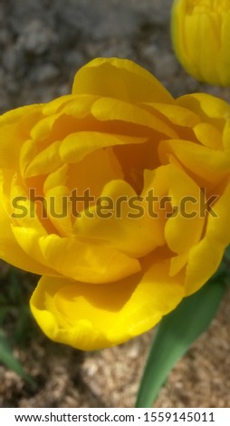 Early Peony Double yellow tulip of Monte Carlo cultivar blooming flower blossom in spring garden