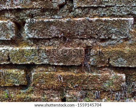 dry brick with brown overgrown with moss