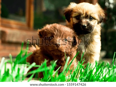 
Close-up of two beautiful and sweet little brother puppies, sitting on the grass looking at the camera.