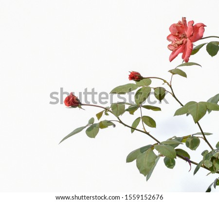BEAUTIFUL ORANGE  ROSE FLOWERS WITH LEAVES AT WHITE BACKGROUND