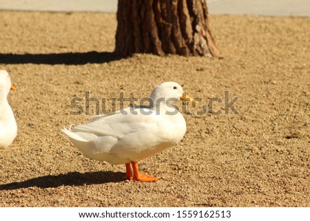 This is a duck at the park