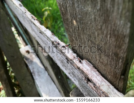 A picture of fire ants on the small wooden sticks