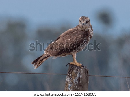 lurking hawk on the plain of Argentina