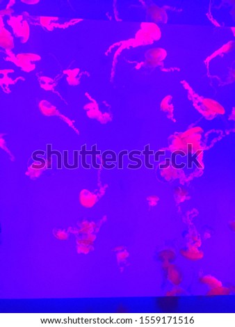 A beautiful and radiant picture of glowing jellyfish in Ripley’s Aquarium of Canada in Toronto