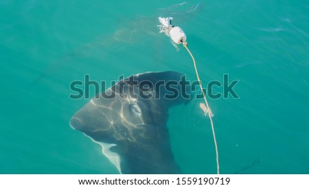 Large Stringray lure feeding in South Africa shark diving attraction Royalty-Free Stock Photo #1559190719