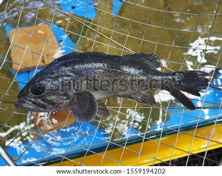 a living Rockfish on the net