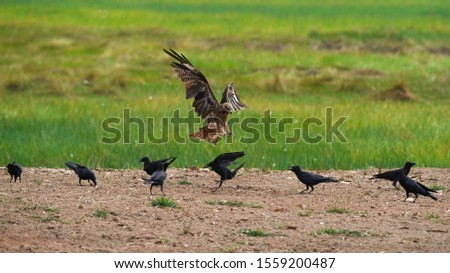   Raptor bird Black-eared Kites hawk, falcon at Pak Phli Grassland, Nakhon Nayok province Thailand.                        