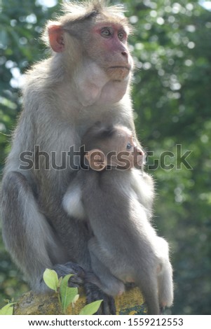 The picture of a mother monkey taking care of the child 